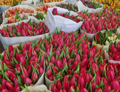 Besuch beim Blumenmarkt in Groningen